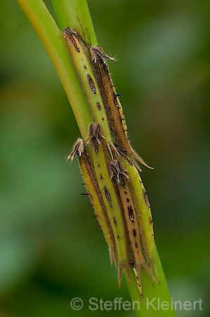 130 Bananenfalter - Caligo eurilochus